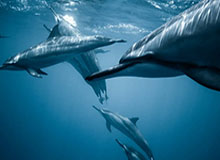 开云官网-官方：哈兰德当选欧洲足球先生，瓜帅当选最佳教练