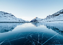 叫的是真像！布朗尼与Speed首次见面，互相狗叫挑衅对方